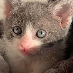 Meet your Posher, Heidi